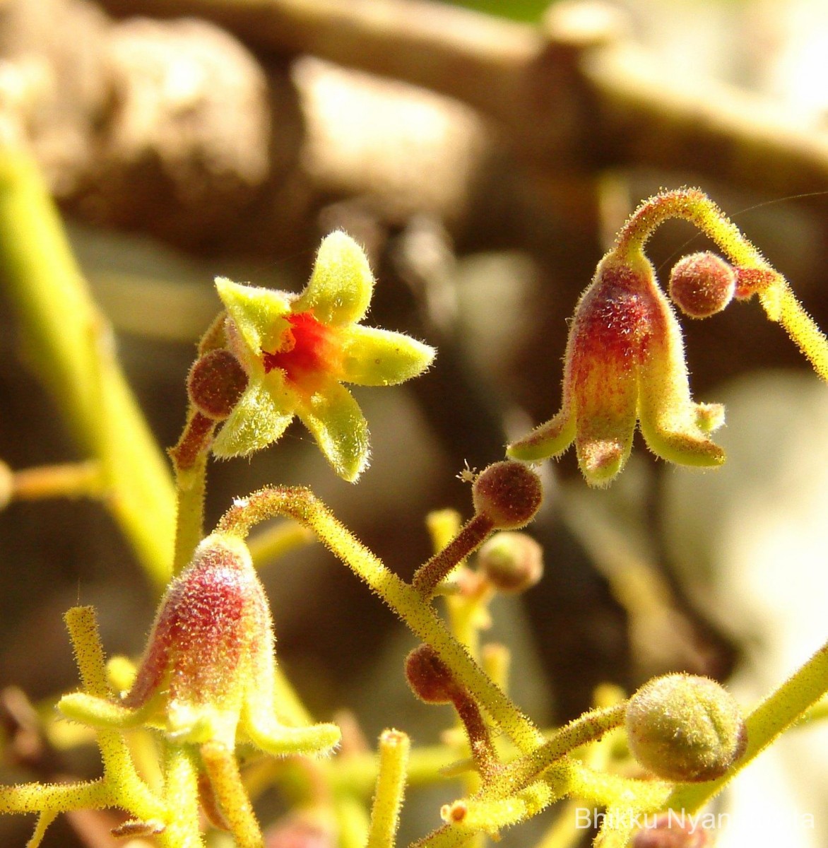 Sterculia urens Roxb.